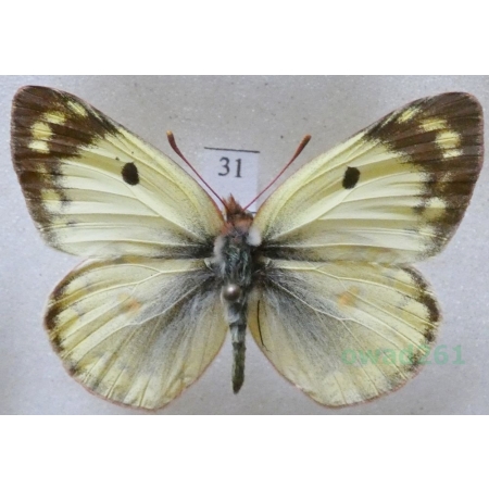 Colias hyale (Linnaeus, 1758) male Szlaczkoń siarecznik Czech31